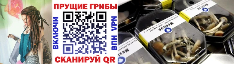 Купить  Шахунья  Галлюциногенные грибы GOLDEN TEACHER 